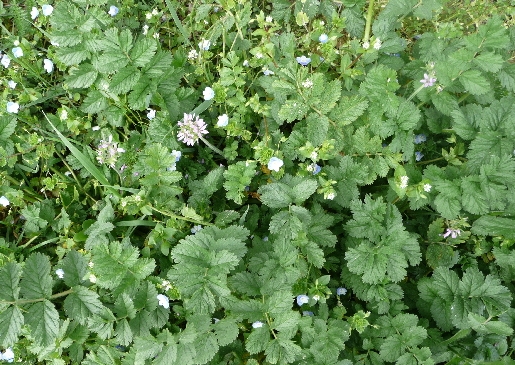 Erodium moschatum